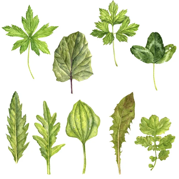 Watercolor drawing green leaves — Stock Photo, Image