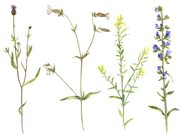 水彩花や植物のセット — ストック写真