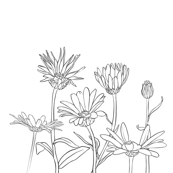 ベクターのデイジーの花を描画 — ストックベクタ