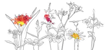 vektör çizimi çiçekleri