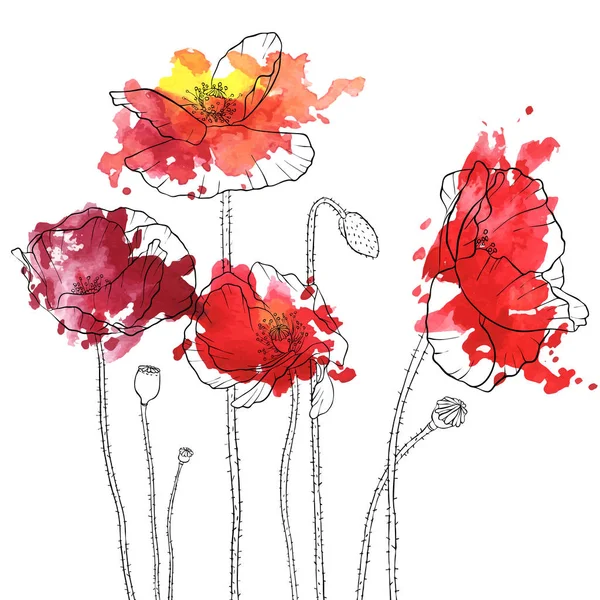 Vector drawing poppy flowers — Stock Vector