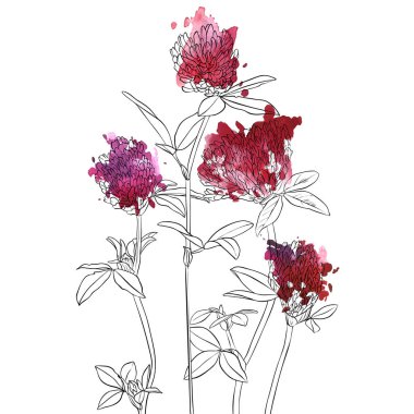 yonca çiçek çizim vektör