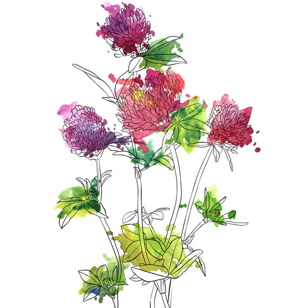 Vektor zeichnet Kleeblumen — Stockvektor