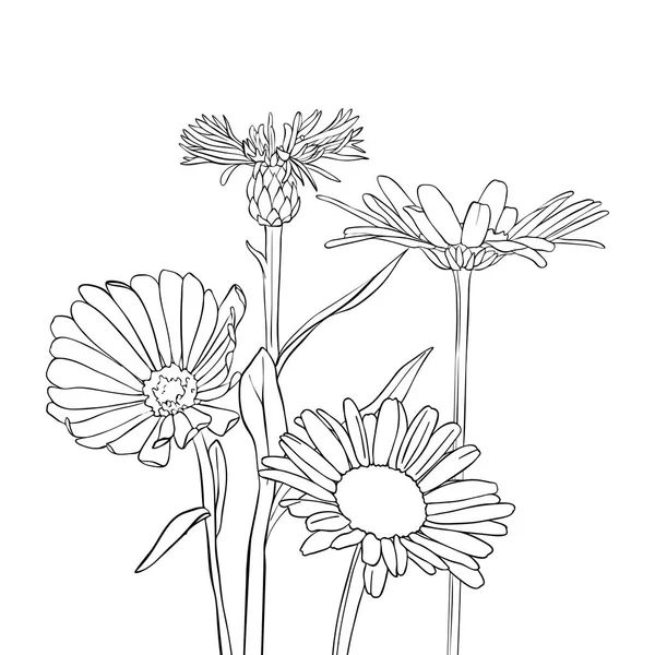 Vector tekening korenbloemen en chamomiles — Stockvector