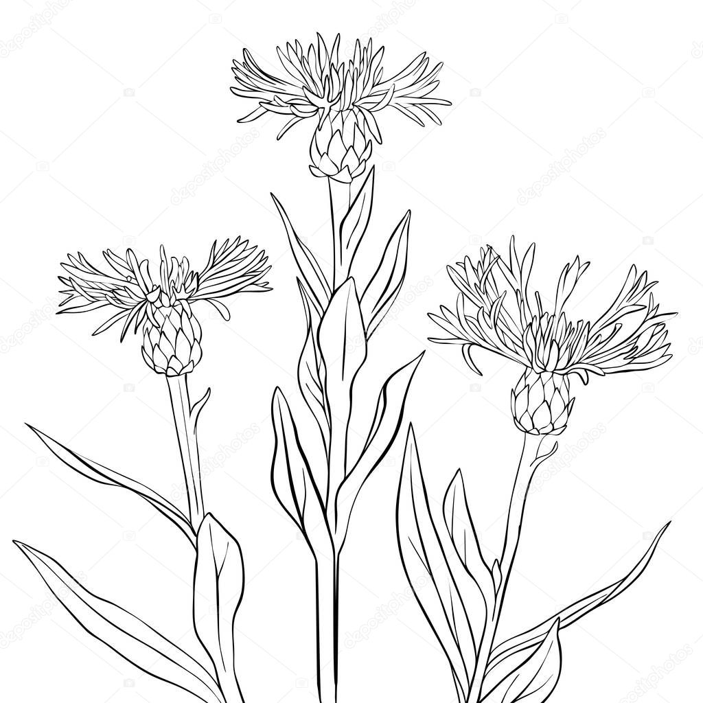 vector drawing cornflowers
