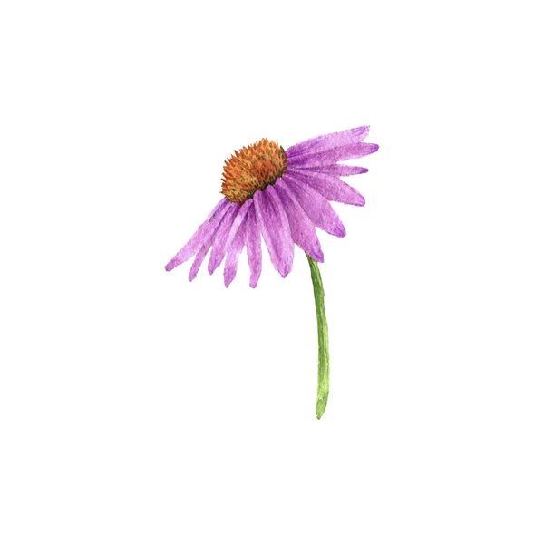 Disegno ad acquerello fiore di echinacea — Foto Stock