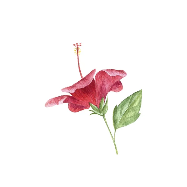 Watercolor drawing flower of red hibiscus — Stock Photo, Image