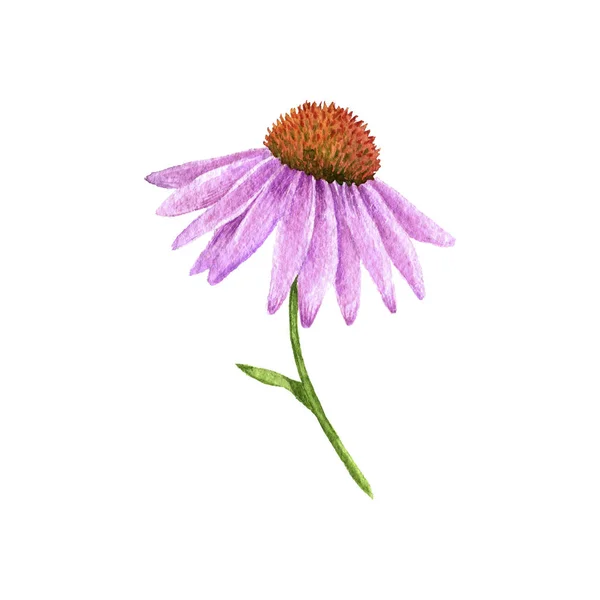 Akwarela, rysunek kwiat Echinacea — Zdjęcie stockowe