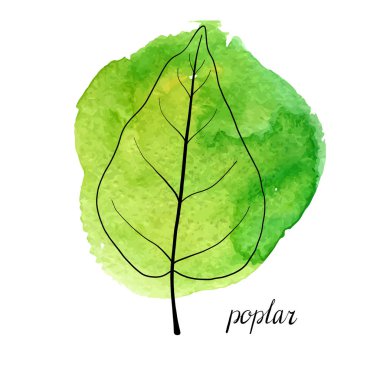 kavak ağacının vektör yaprak