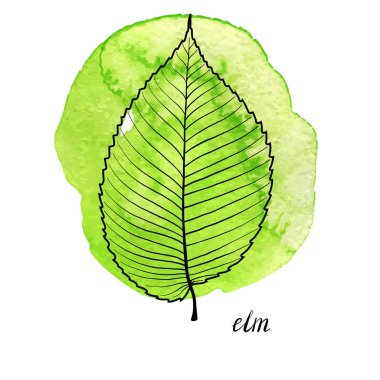 Karaağaç vektör yaprak