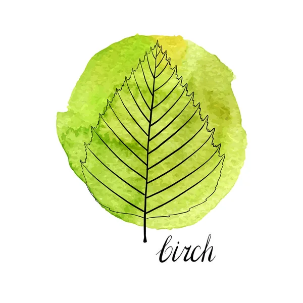 Hoja vectorial de abedul — Vector de stock