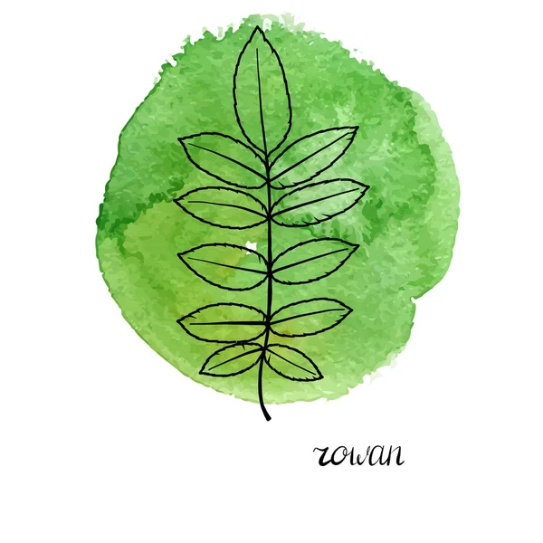 Feuille vectorielle de rowan arbre — Image vectorielle