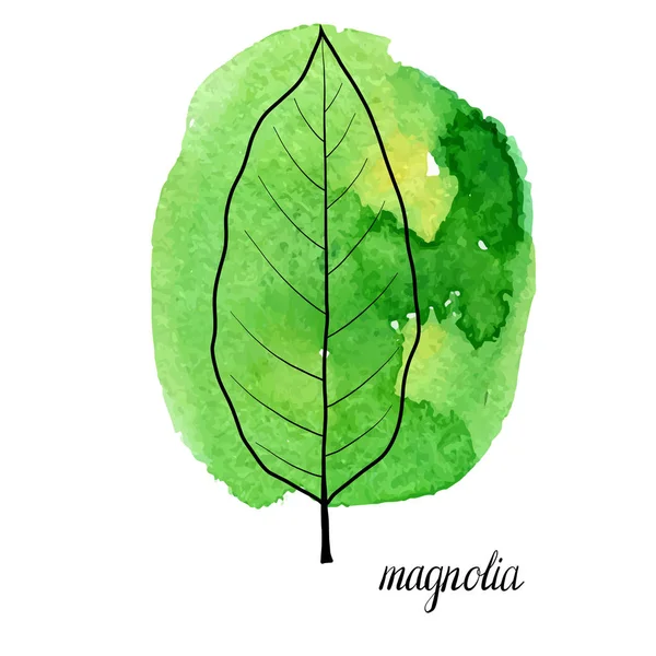 Hoja vectorial del árbol de magnolia — Vector de stock