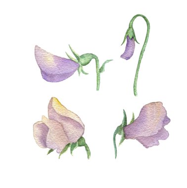 Sulu Boya çizim çiçek