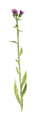 Sulu Boya çizim bitki