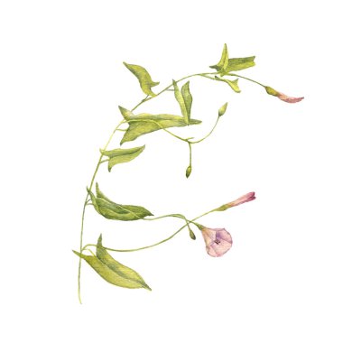 Sulu Boya çizim bitki