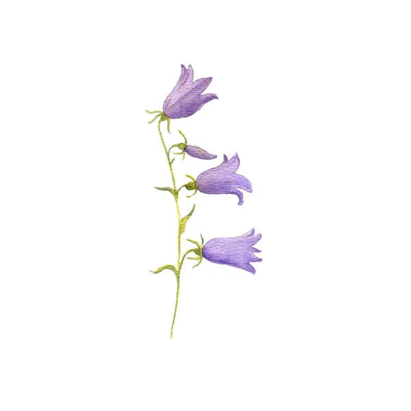 Akvarell Ritning Blomma Bell Blå Campanula Målade Botaniska Illustration Hand — Stockfoto