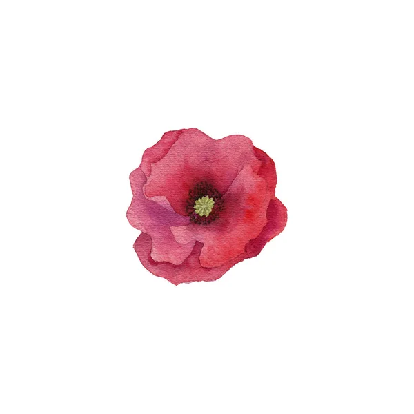 Watercolor drawing flower — Stock Photo, Image