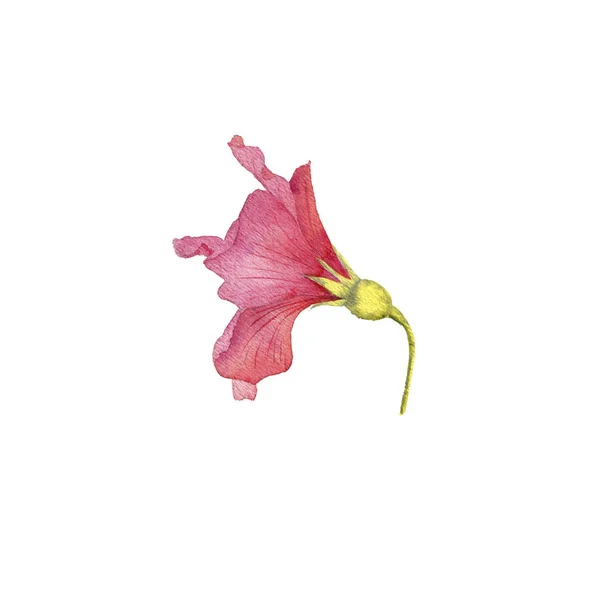 Aquarela desenho flor de hibisco vermelho — Fotografia de Stock