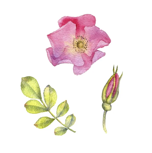 Acuarela dibujo flor — Foto de Stock