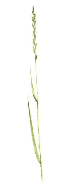Aquarela planta desenho — Fotografia de Stock
