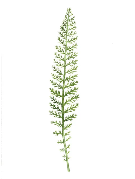Aquarela planta desenho — Fotografia de Stock