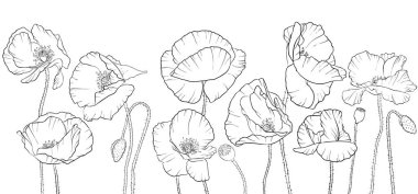 haşhaş çiçek çizim vektör