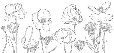 haşhaş çiçek çizim vektör