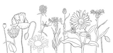 haşhaş çiçek çizim vektör