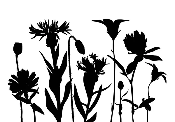 Siluetas vectoriales de flores silvestres — Archivo Imágenes Vectoriales