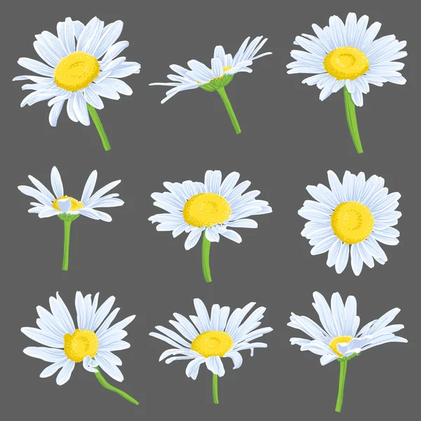 Διάνυσμα σύνολο σχεδίασης λουλούδια Μαργαρίτα — Διανυσματικό Αρχείο