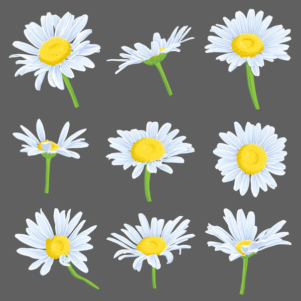 векторный набор цветов маргаритки
