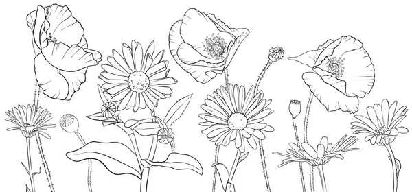 Desenho vetorial papoilas e flores de margarida — Vetor de Stock