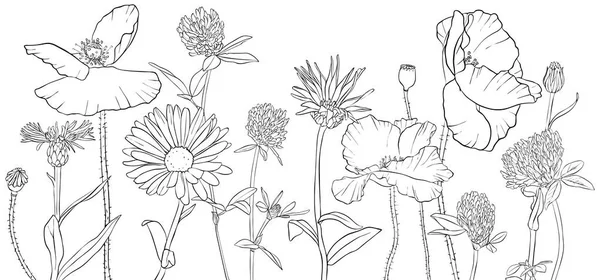 Vettoriale disegno papavero fiori — Vettoriale Stock