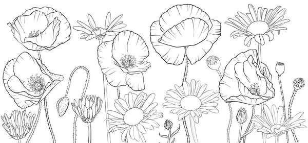 Wektor rysunek, Maki i kwiaty daisy — Wektor stockowy
