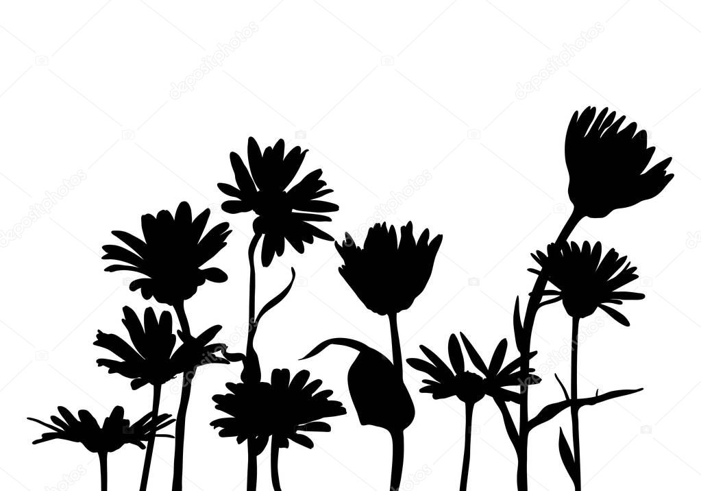 vector silhouettes of chamomiles