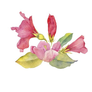 Kırmızı hibiscus suluboya çizim çiçek