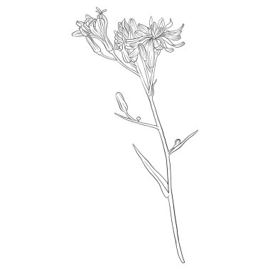 mavi Marul çizim vektör