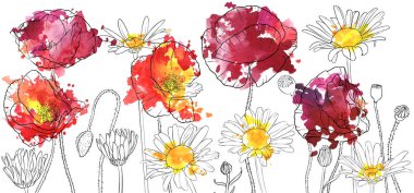 vektör çizim haşhaş ve papatya çiçekler