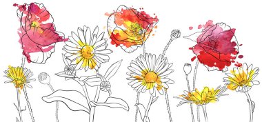 vektör çizim haşhaş ve papatya çiçekler