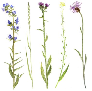 Sulu boya çiçekler ve bitkiler