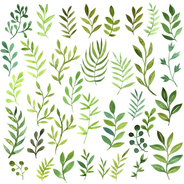 Aquarela desenho folhas verdes — Fotografia de Stock
