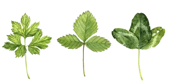 Acuarela dibujo hojas verdes — Foto de Stock