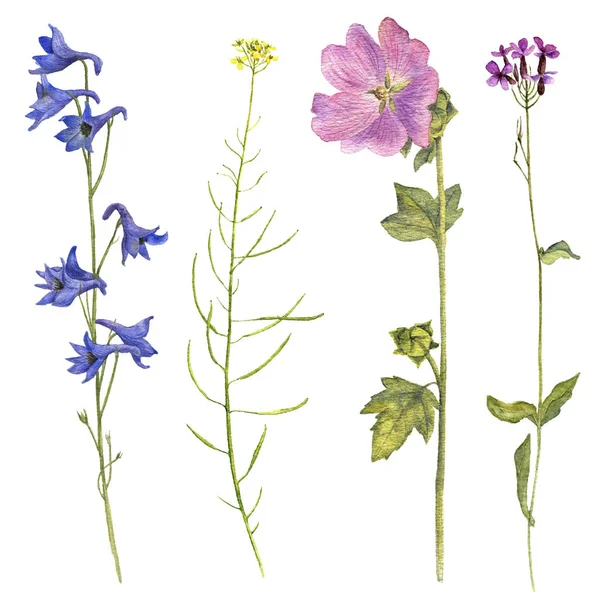Uppsättning Isolerade Akvarell Ritade Palnts Och Blommor Hand Dras Illustration — Stockfoto