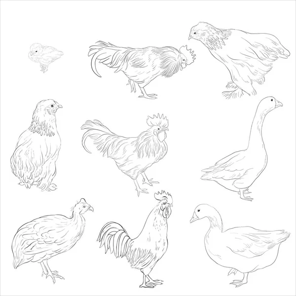 Bosquejo vectorial de aves domésticas — Archivo Imágenes Vectoriales