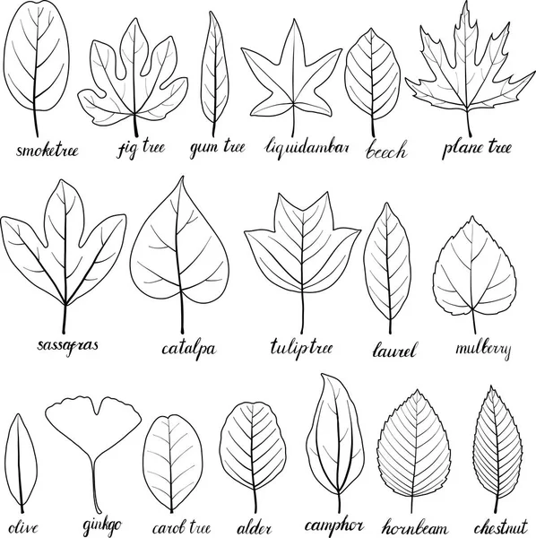 Insieme vettoriale di foglie d'albero — Vettoriale Stock
