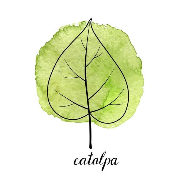 Vektorblatt des Catalpa-Baumes — Stockvektor