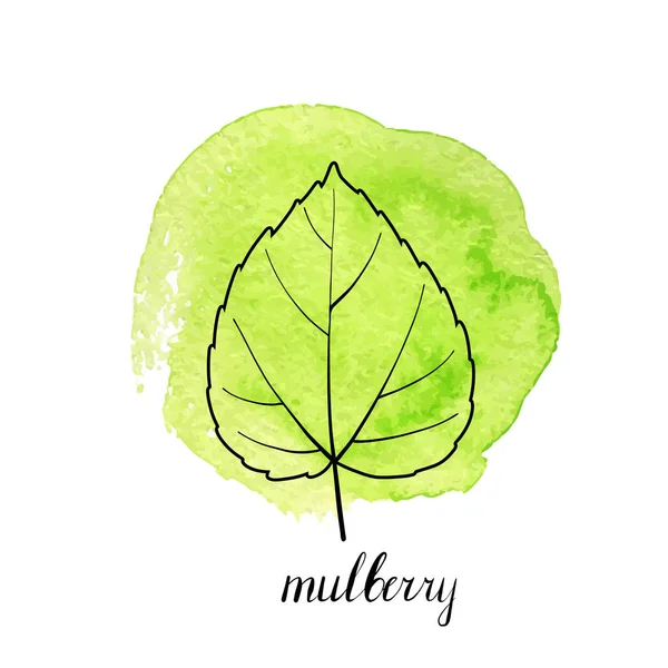 Vector leaf of mulberry tree — Stock Vector