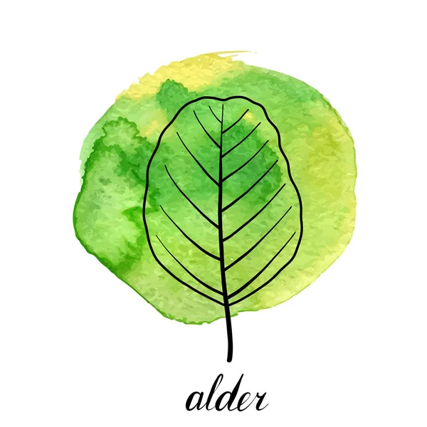 Vector leaf of alder tree — Stock Vector