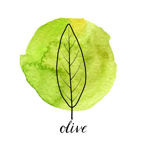 Hoja vectorial de olivo — Vector de stock